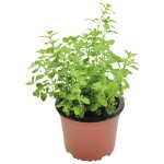 Planta de Sol - Hortaliça - Orégano