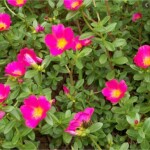Planta de Sol - Flores - Onze-horas