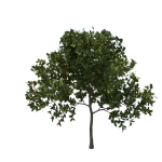 Planta de sol - arbusto - canela de sombra