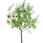 Planta de Sol - Frutifera - Acerola