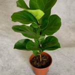 Planta de Sombra - Arbusto - Ficus lyrata