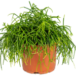 Planta de Sol - Pendente - Rhipsalis