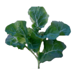 Planta de Sol - Hortaliças - Couve