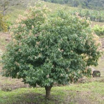 Planta de sol - arbusto - canela de sombra