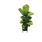 Planta de Sombra - Arbusto - Ficus lyrata