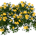 Planta de Sombra - Forração - Lysimachia vulgaris