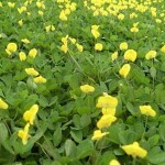 Planta de Sol - Grama  - Amendoim