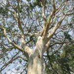 Planta de Sol - Arvore - Pau-ferro