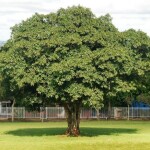 planta de Sol - Arvore - Oiti