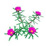 Planta de Sol - Flores - Onze-horas