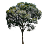 Planta de Sol - Arvore - Pau-ferro